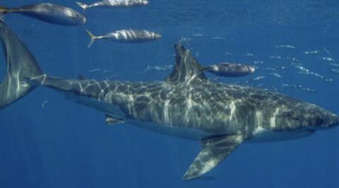 大白鲨nba 美国潜水员以科比名字命名大白鲨(1)