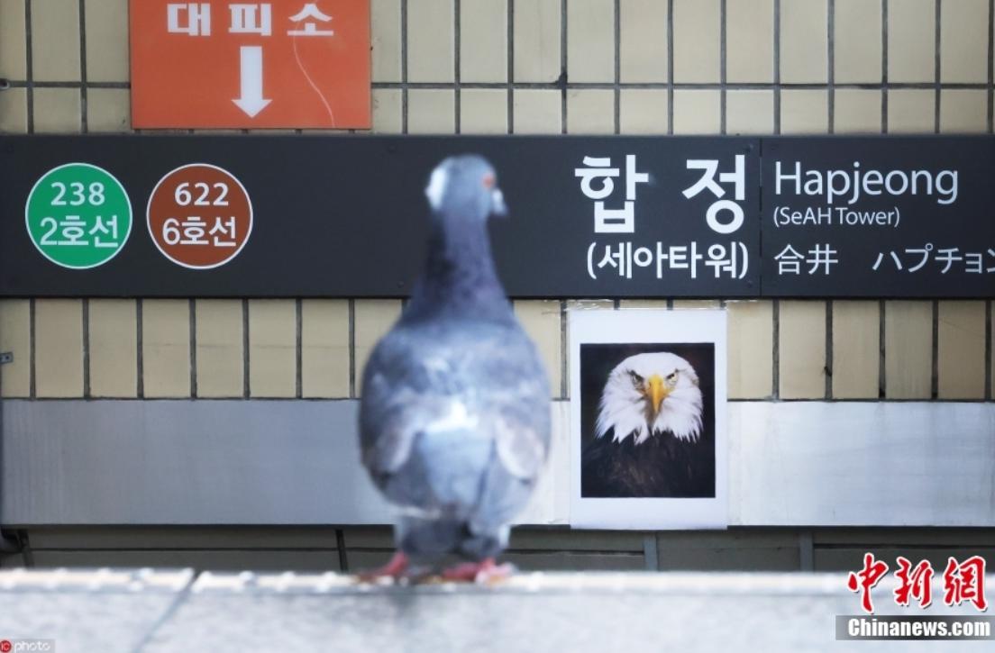首尔地铁站贴老鹰照片吓鸽子，起因竟是亚运会放的鸽子繁殖“成灾”(1)