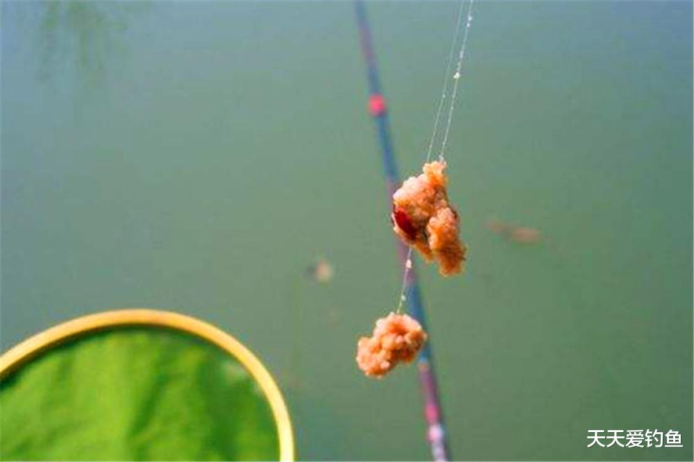 秋末野钓鲫鱼，关键在于用饵，饵料对了口，大鲫鱼连竿上(5)