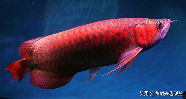 西甲里曼丹红龙鱼 饲养红龙的鱼友注意啦(3)