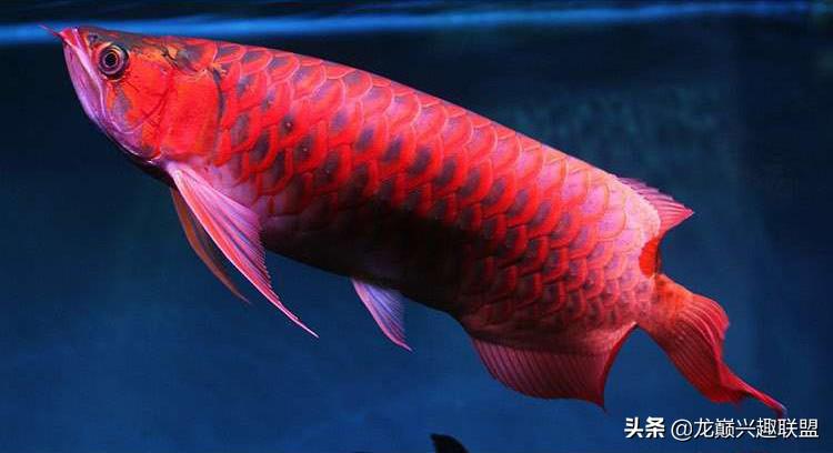 西甲里曼丹红龙鱼 饲养红龙的鱼友注意啦(4)