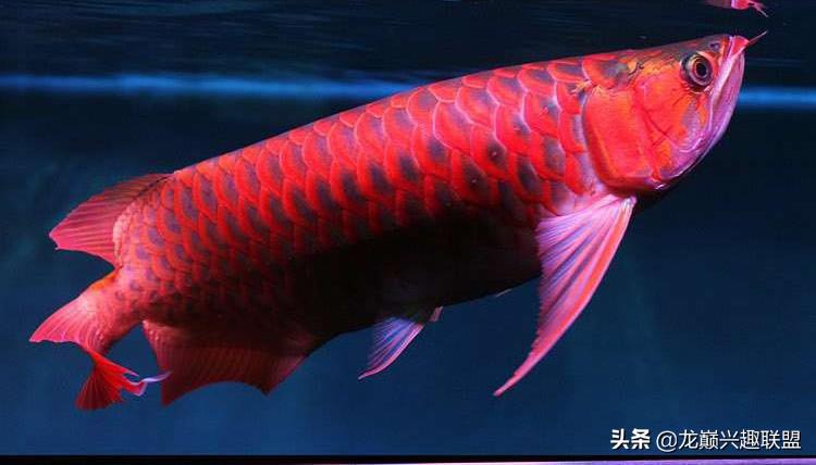 西甲里曼丹红龙鱼 饲养红龙的鱼友注意啦(5)