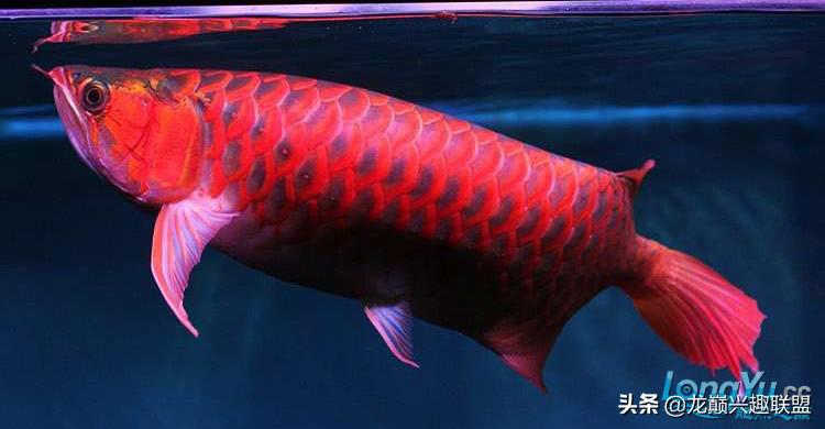 西甲里曼丹红龙鱼 饲养红龙的鱼友注意啦(6)